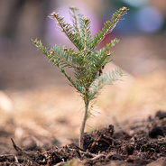 Práve ste zasadili strom!